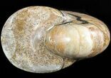 Polished Nautilus Fossil - Madagascar #47393-2